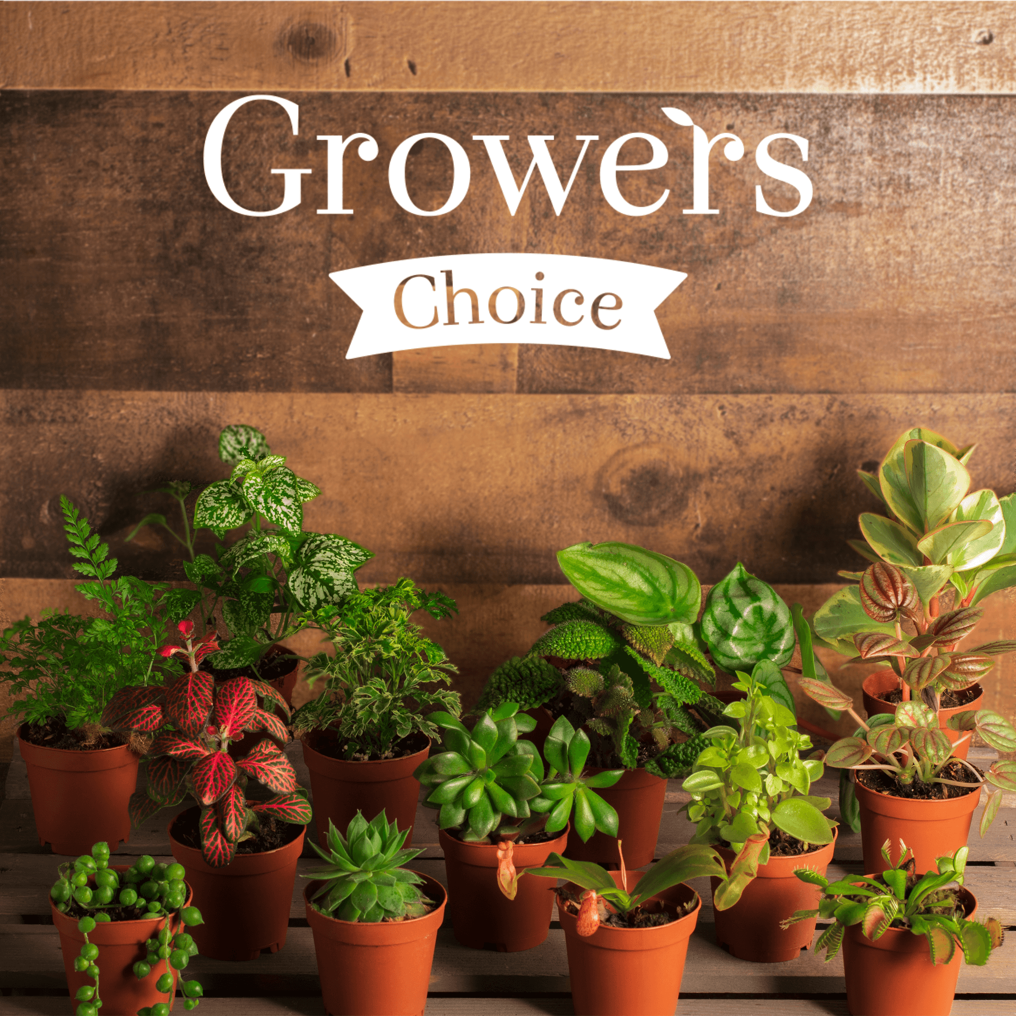 house plant growers Grower's Choice Mystery Plant 4" Nursery Pot