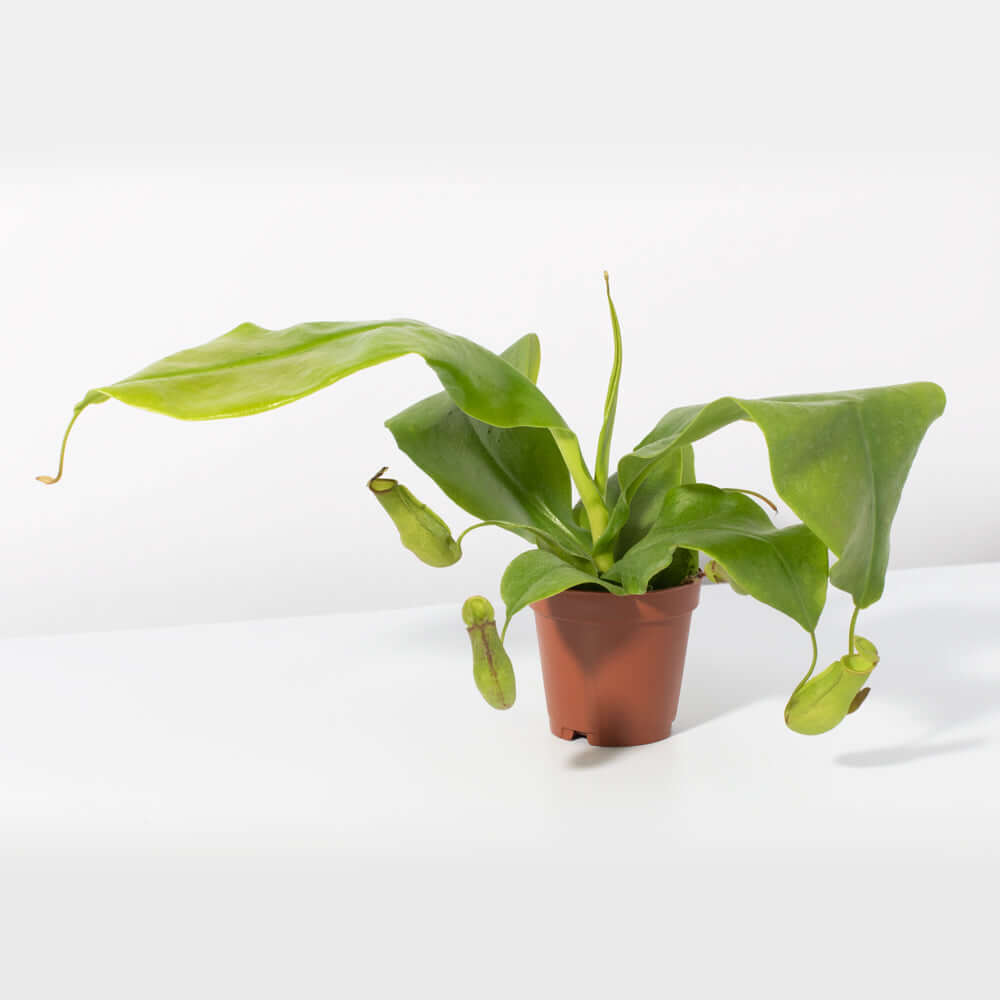 Juvenile Gaya Pitcher Plant - Nepenthes X St. Gaya Compact Carnivorous Plant Verdant Lyfe