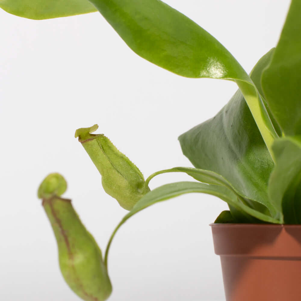 Juvenile Gaya Pitcher Plant - Nepenthes Gaya Compact Carnivorous Plant Verdant Lyfe