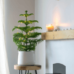 Norfolk Island Pine Araucaria heterophylla Little Holiday Tree