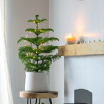 Norfolk Island Pine