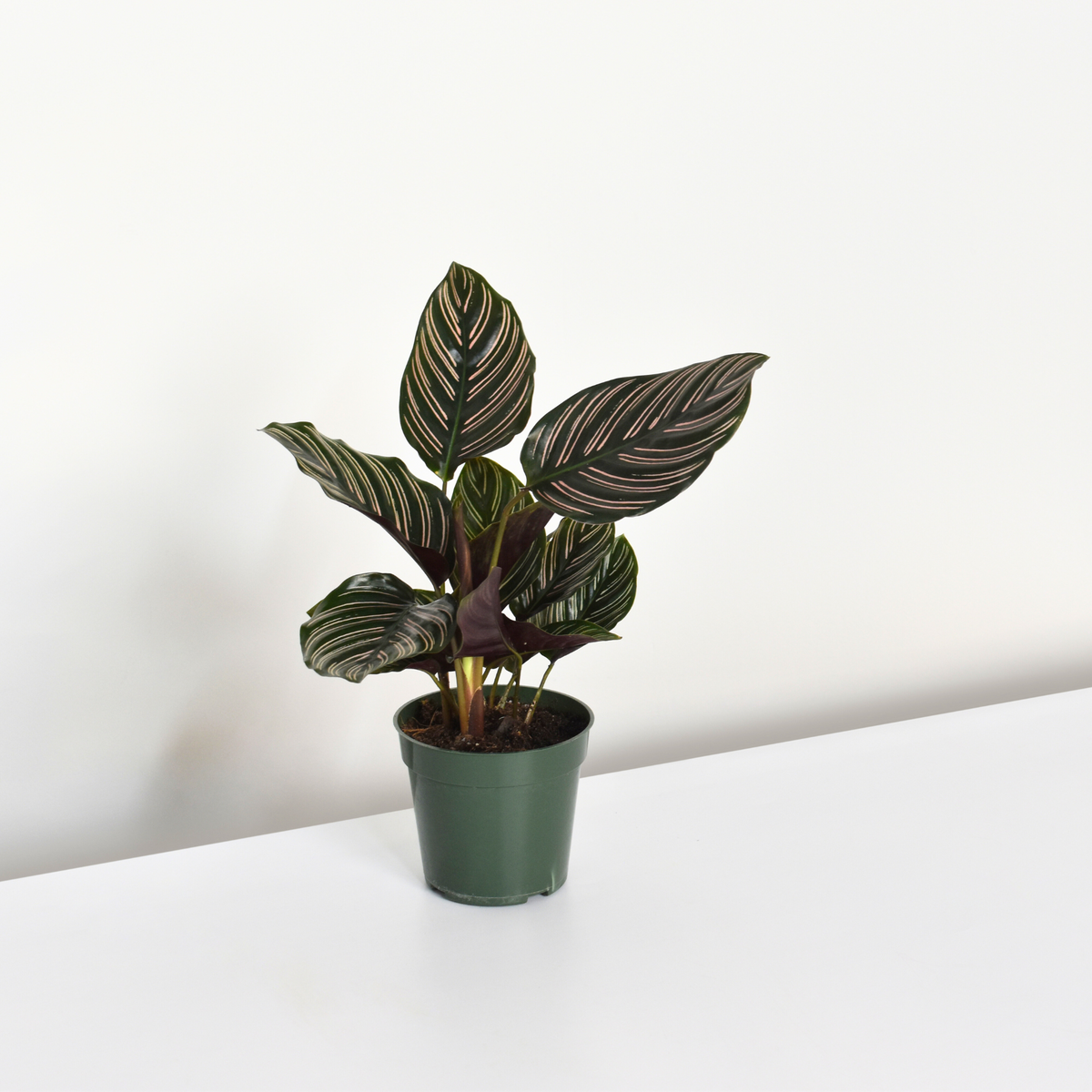 Calathea Ornata Plant in 4&quot; Nursery Planter Pot with White background