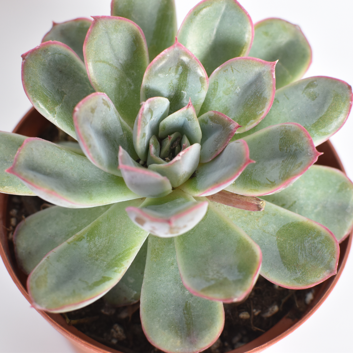 Sedeveria &#39;Pink Ruby&#39; Red Succulent