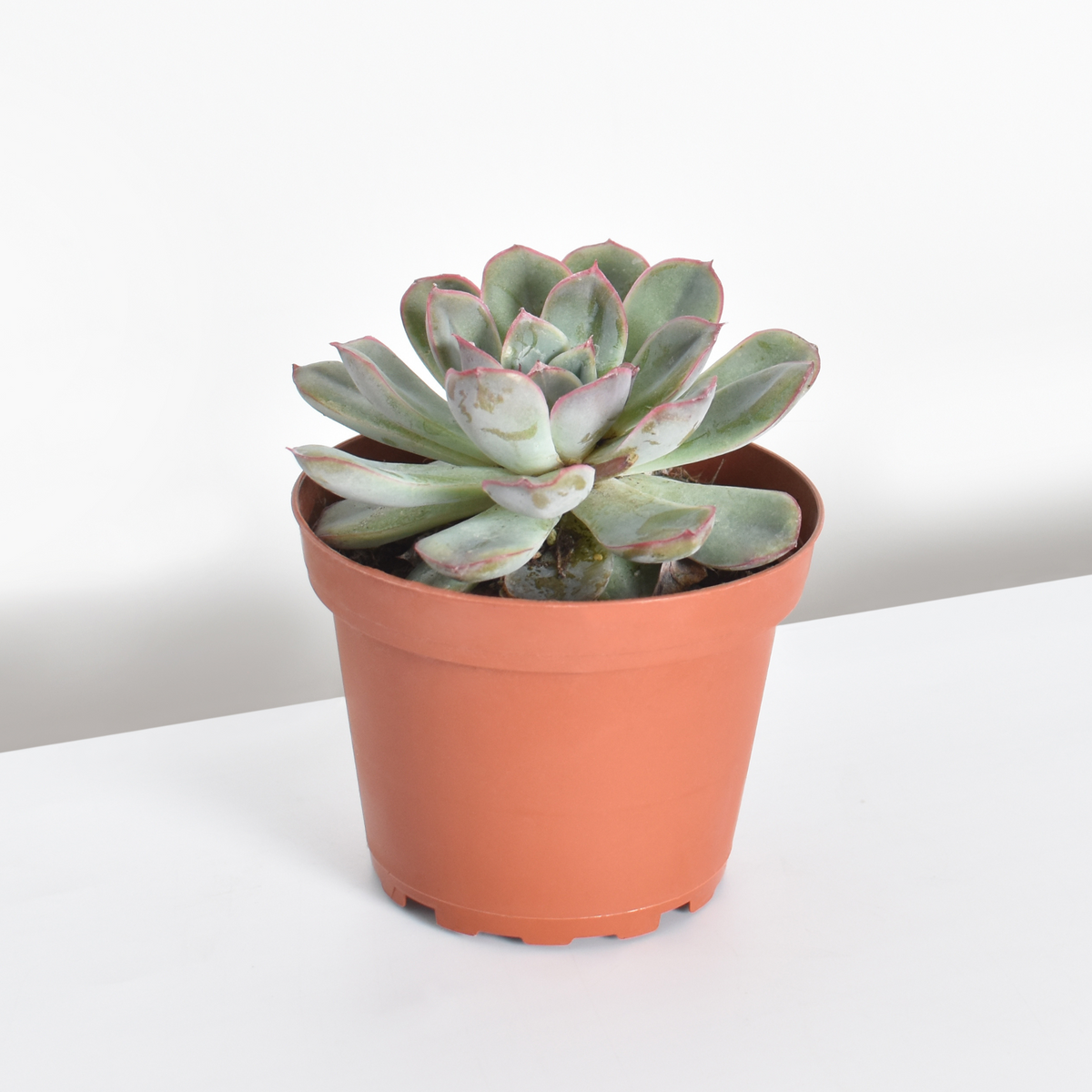 Sedeveria &#39;Pink Ruby&#39; Red Succulent