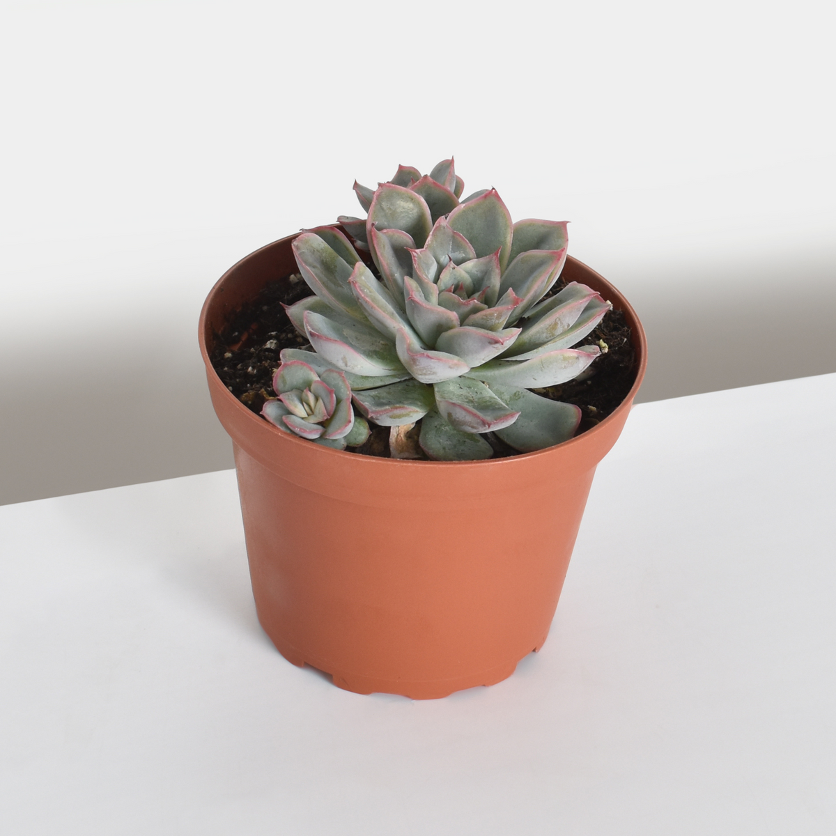 Sedeveria &#39;Pink Ruby&#39; Red Succulent