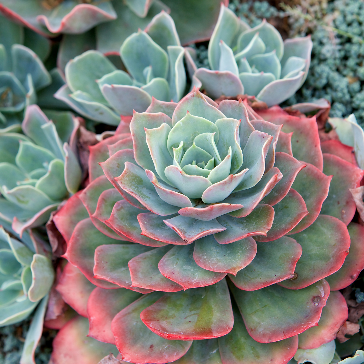 Sedeveria &#39;Pink Ruby&#39; Red Succulent