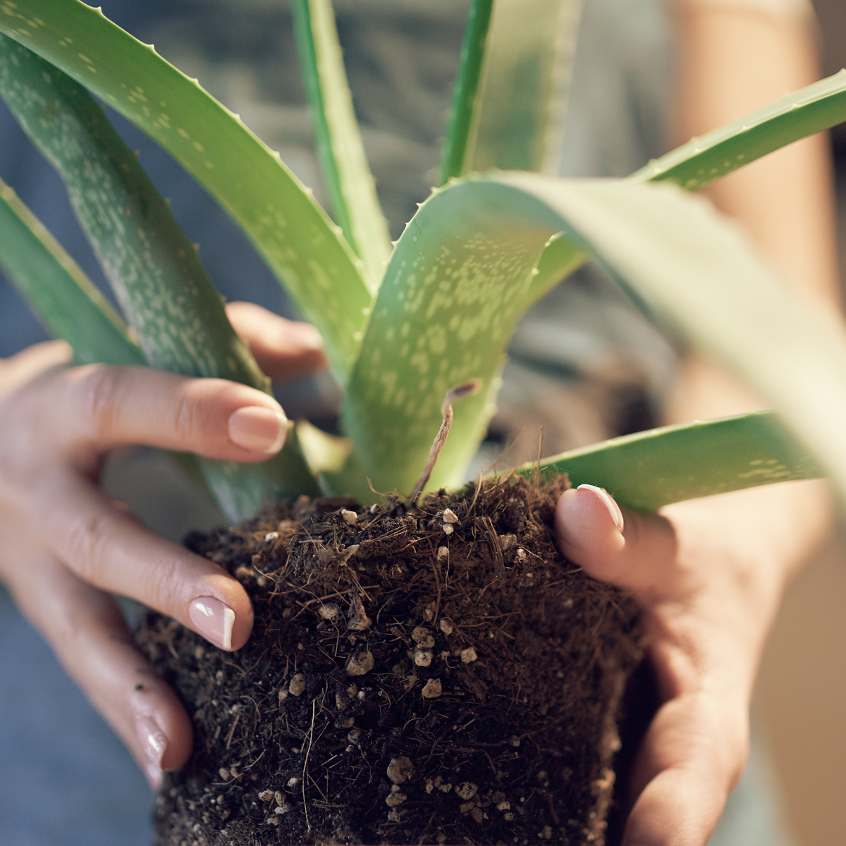  Soil Mix