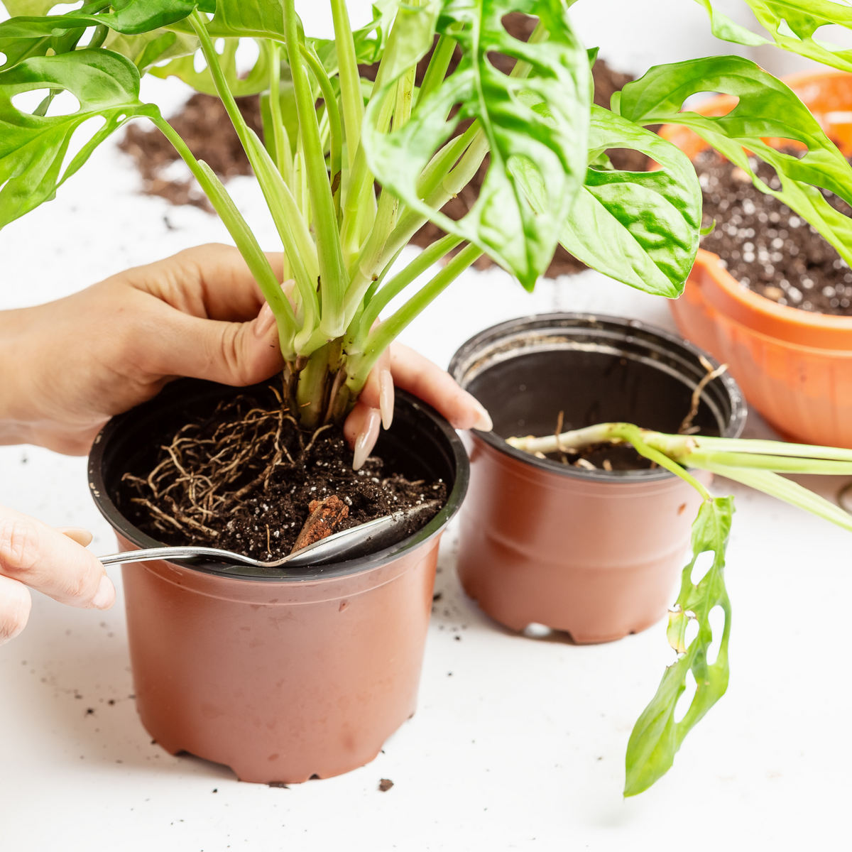  Soil Mix
