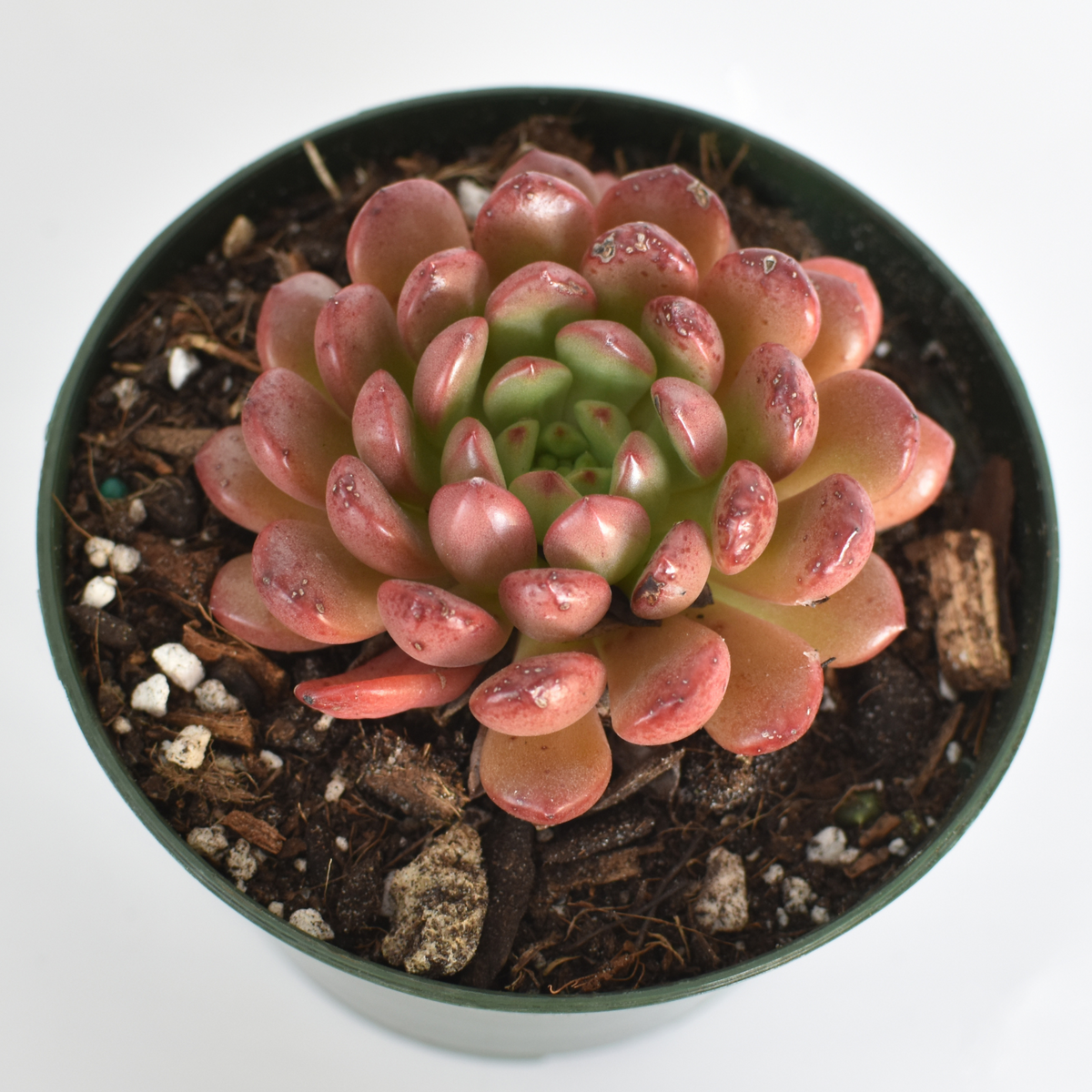 Sedeveria &#39;Pink Ruby&#39; Red Succulent