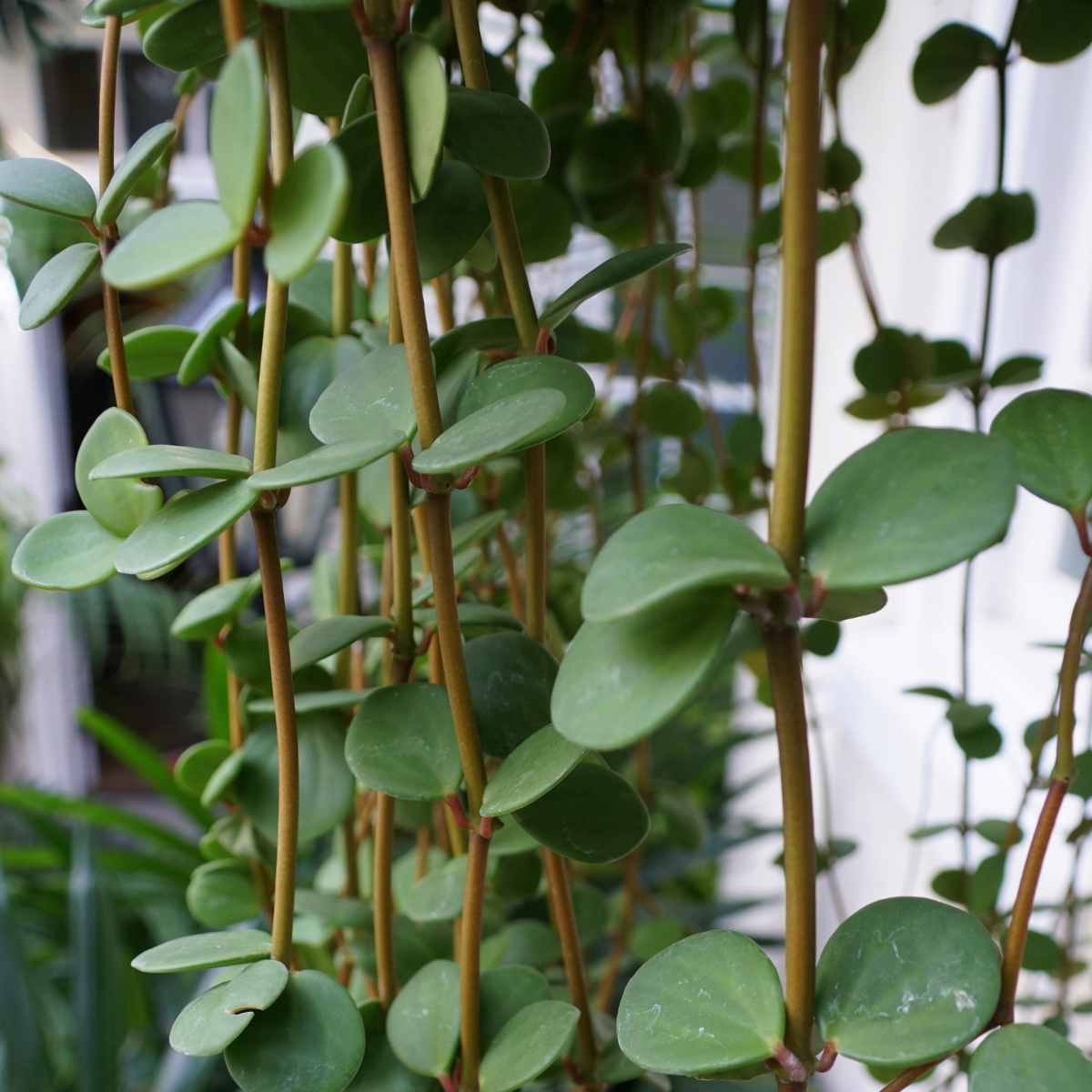 Peperomia Hope 'Trailing Jade' Plant
