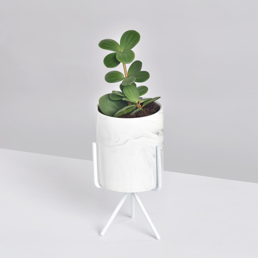 Peperomia Hope 'Trailing Jade' Plant
