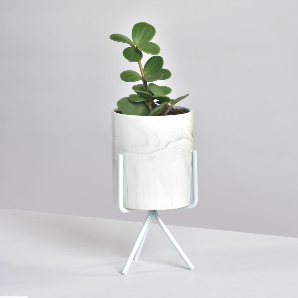 Peperomia Hope 'Trailing Jade' Plant

