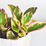 Peperomia Ginny Variegated Pink Baby Rubber Plant