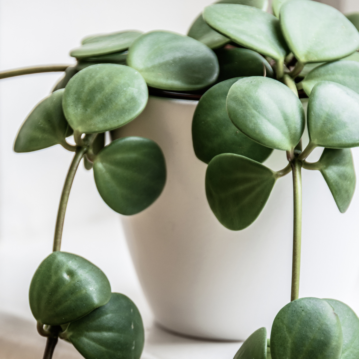 Peperomia Hope &#39;Trailing Jade&#39; Plant
