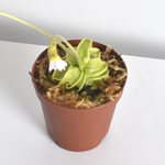 Pinguicula Butterwort Carnivorous Plant