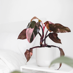 Philodendron erubescens 'Pink Princess' Gorgeous Variegated Houseplant