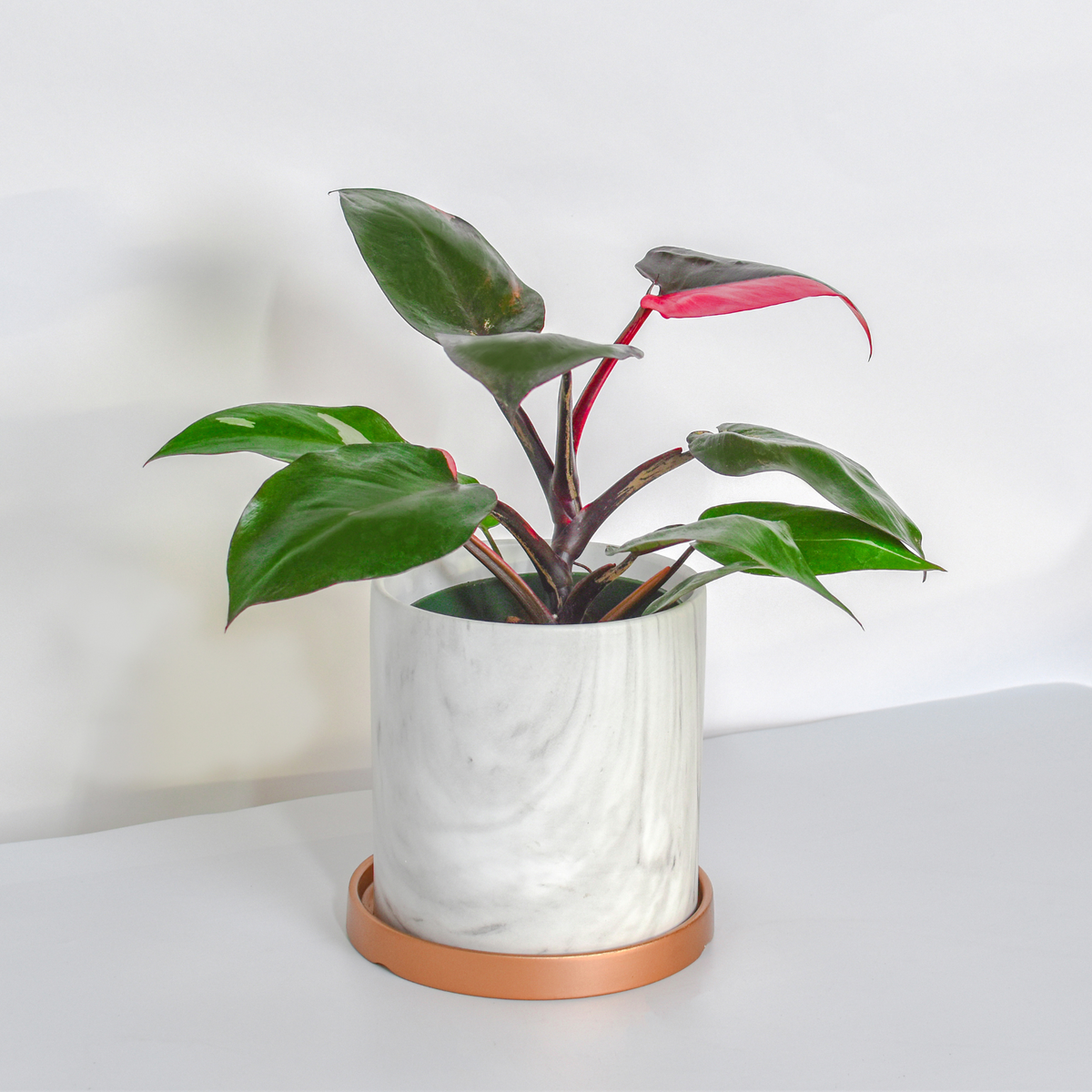Philodendron &#39;Pink Princess&#39;