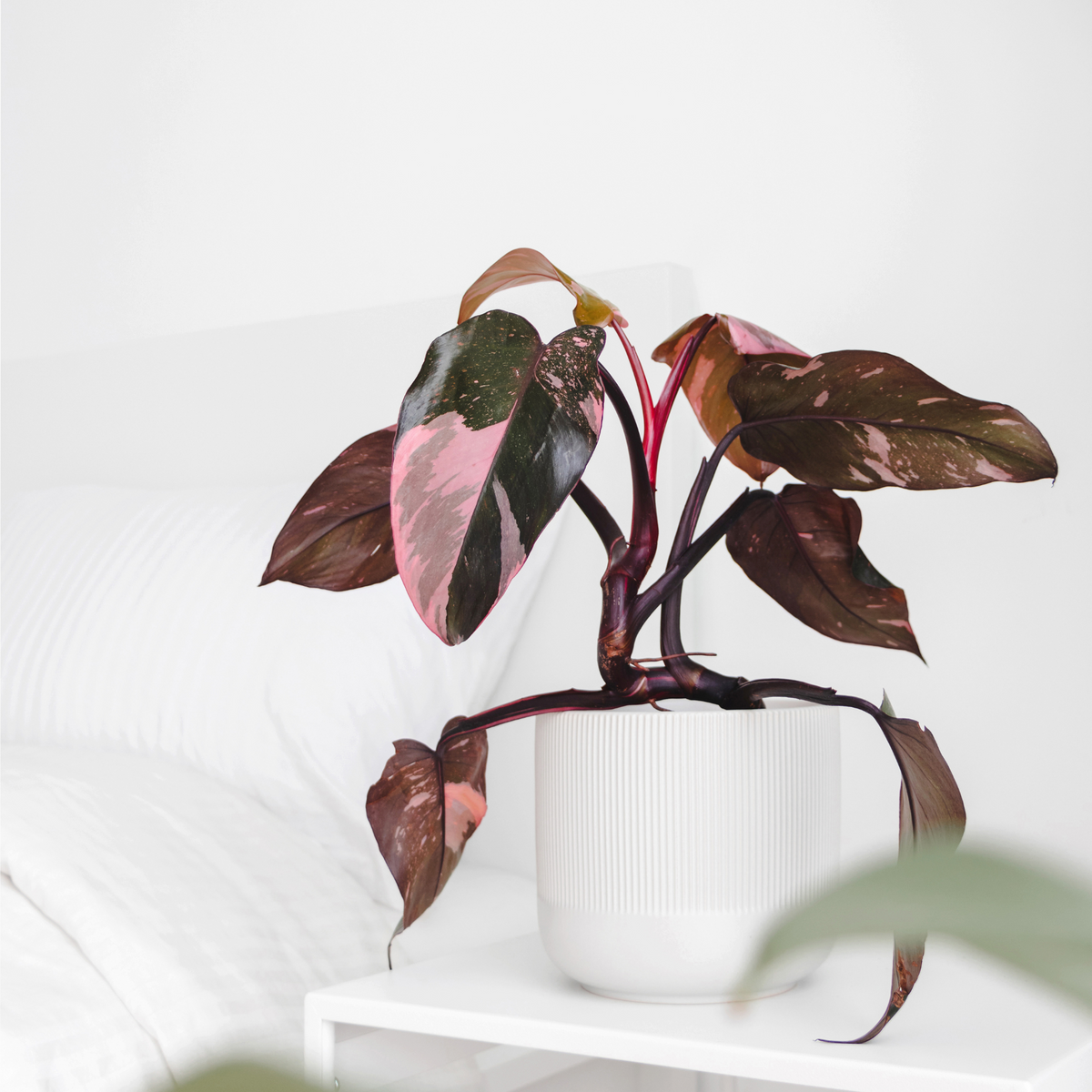 Philodendron &#39;Pink Princess&#39;