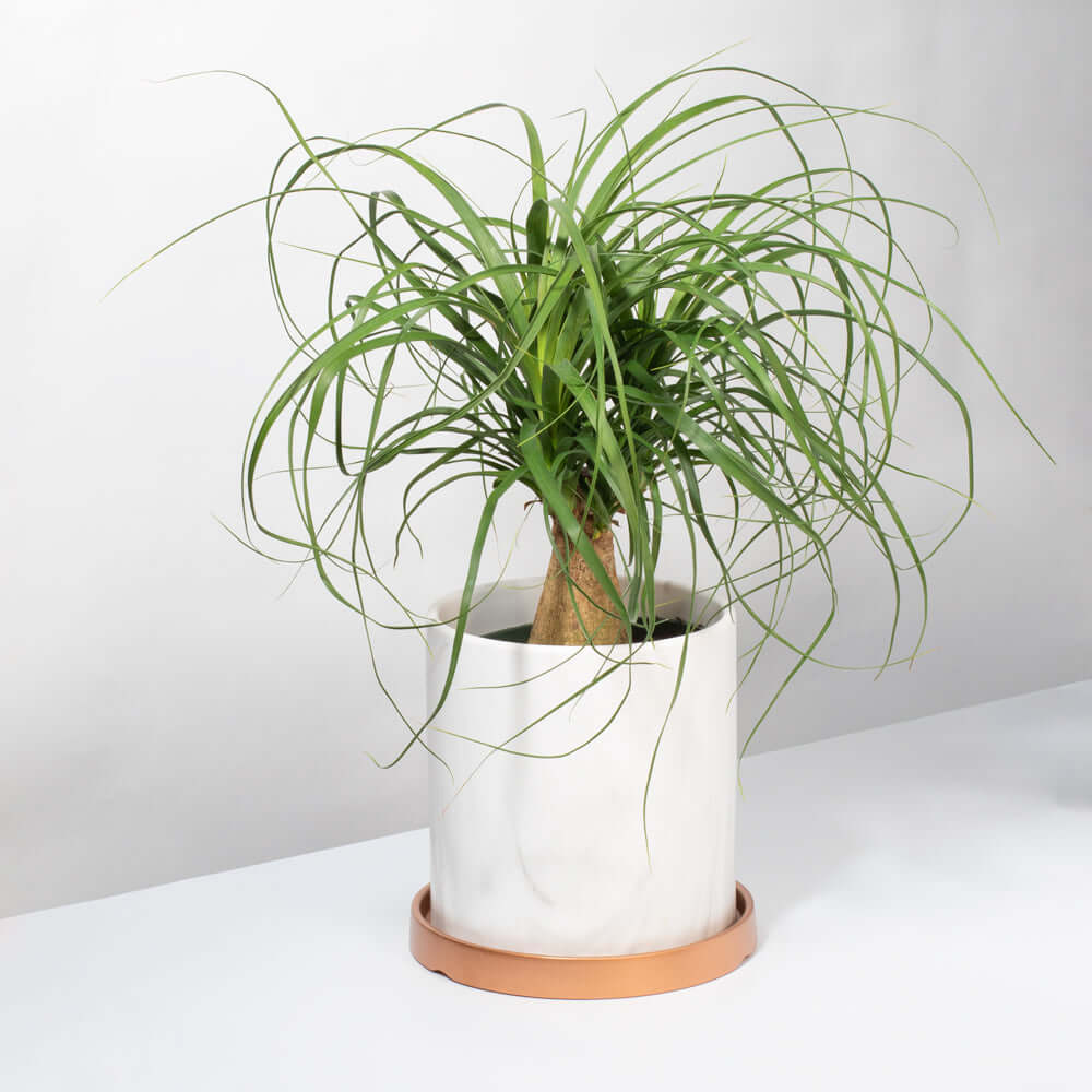products/Red-Ponytail-Palm.jpg