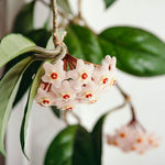 Spider Hardy Plant – Verdant Lyfe