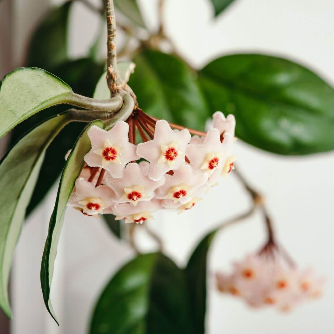 Hoya Carnosa Green Jade Wax Umbrella Flower Plant Verdant Lyfe