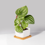 Watermelon Peperomia argyreia Radiator Plant Verdant Lyfe