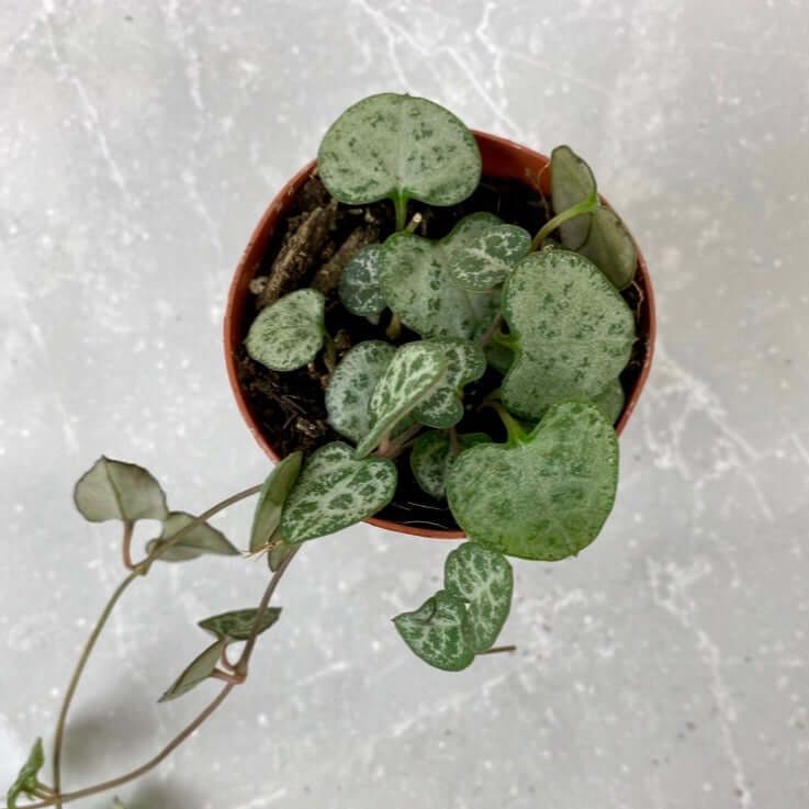 String of Hearts Trailing Plant Succulent Ceropegia Woodii Verdant Lyfe