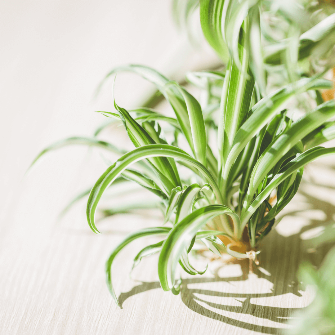Spider Hardy Plant Chlorophytum Comosum Variegated Houseplant Verdant Lyfe