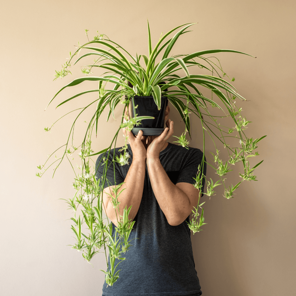 Spider Hardy Plant Chlorophytum Comosum Variegated Houseplant Verdant Lyfe