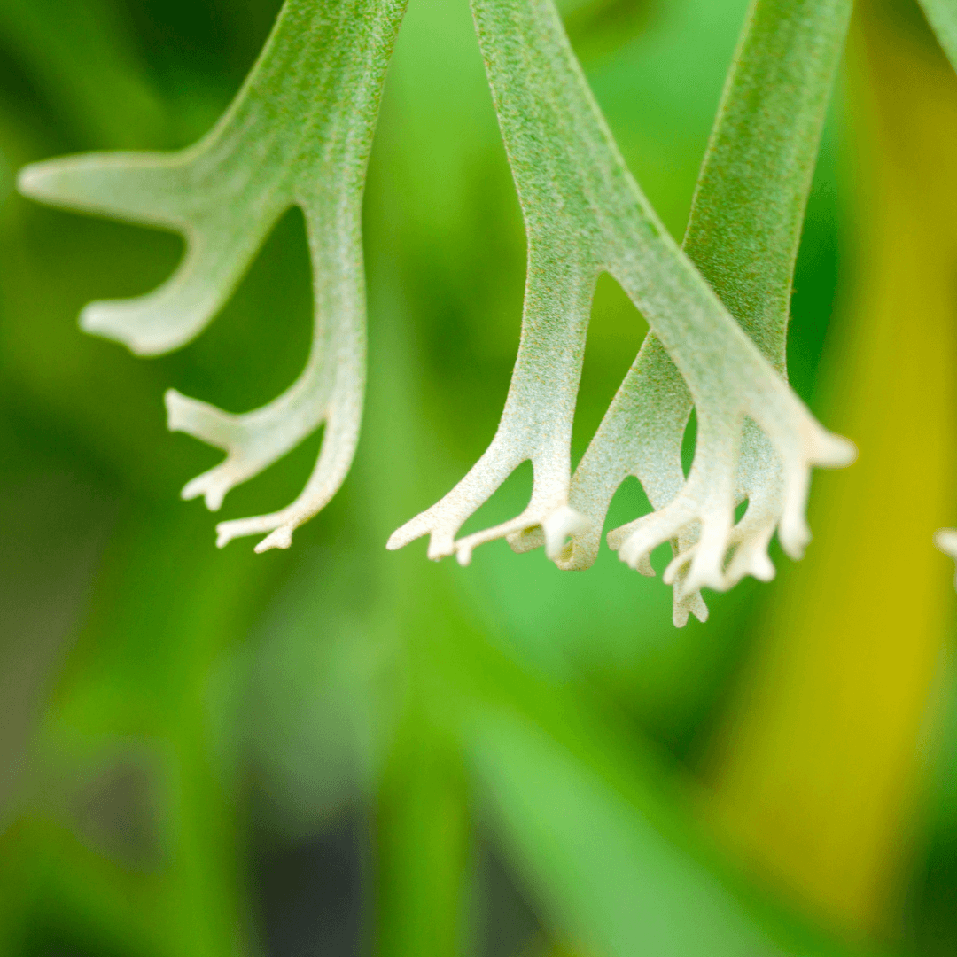 Hanging Tiki Planter with Staghorn Fern