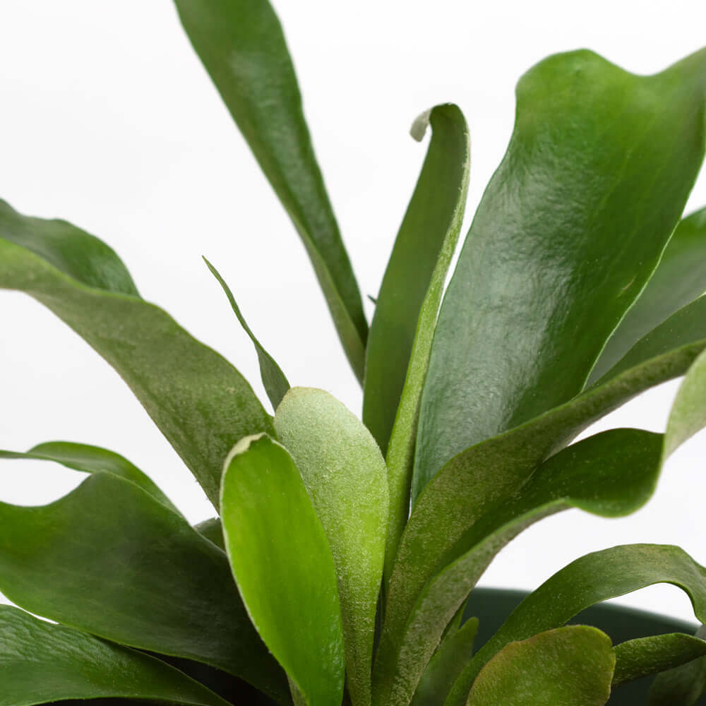 12" Wall Mounted Staghorn Fern