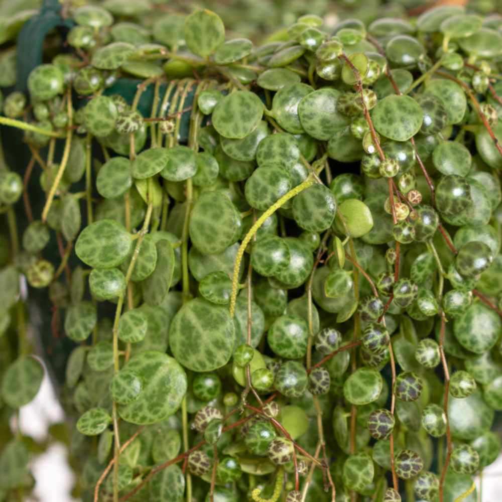 String of Turtles Peperomia prostrata Trailing Plant Verdant Lyfe