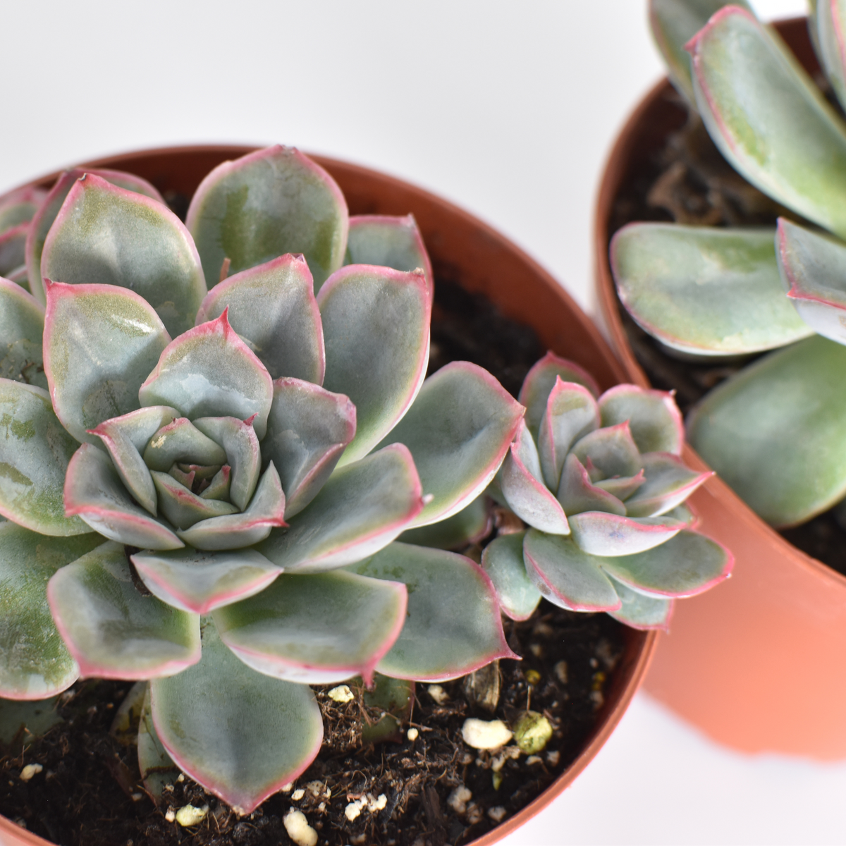 Sedeveria 'Pink Ruby' Red Succulent