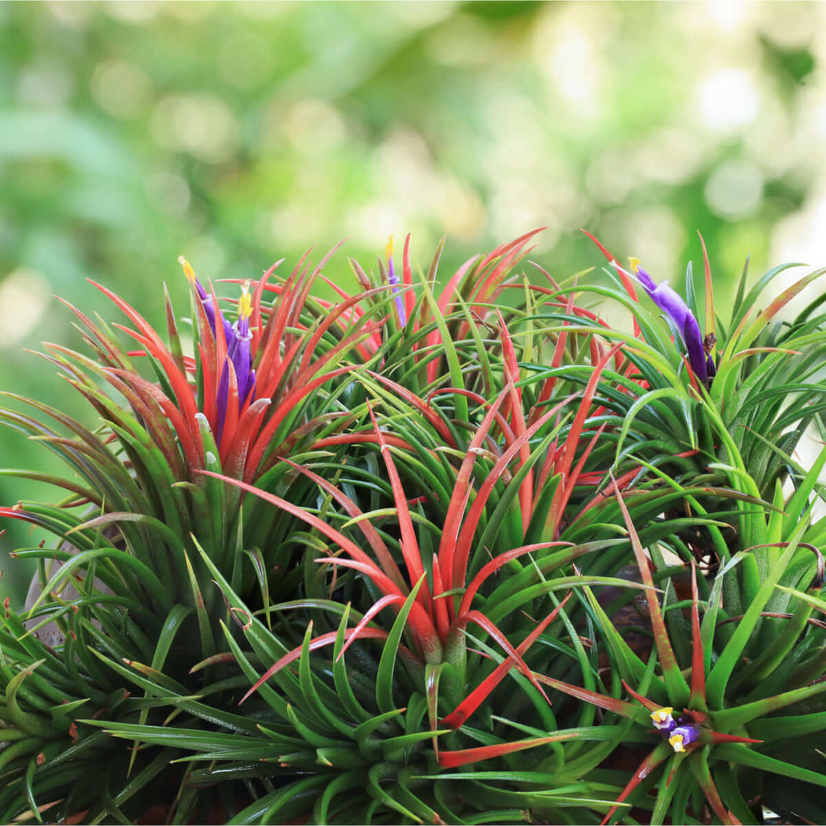 Airplant 'Maroon' Tillandsia brachycaulos burgundy Verdant Lyfe full view