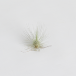 Tillandsia Argentea Thin Leaf Airplant