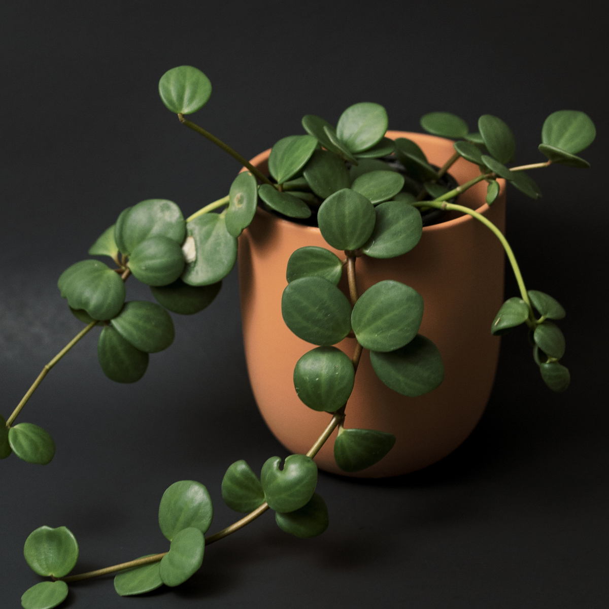 Peperomia Hope 'Trailing Jade' Plant
