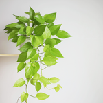 Neon Pothos