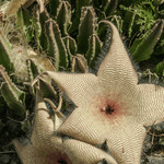 Stapelia Gigantea Zulu Giant Starfish Carrion Flower Succulent Verdant Lyfe