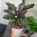 Calathea Ornata Pink Pinstripe Prayer Plant Verdant Lyfe