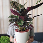 Calathea Ornata Pink Pinstripe Prayer Plant Verdant Lyfe