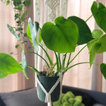 Split Leaf Monstera Deliciosa Plant Verdant Lyfe