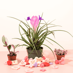 Pink Quill Airplant Tillandsia cyanea Verdant Lyfe