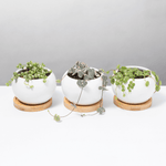 Stunning Strings Growers Choice 'String Of' Plant Bundle Verdant Lyfe