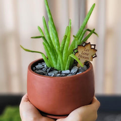 Aloe Vera Plant Nursery 4