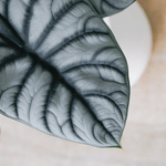 Alocasia Baginda 'Silver Dragon' Elephant Ears