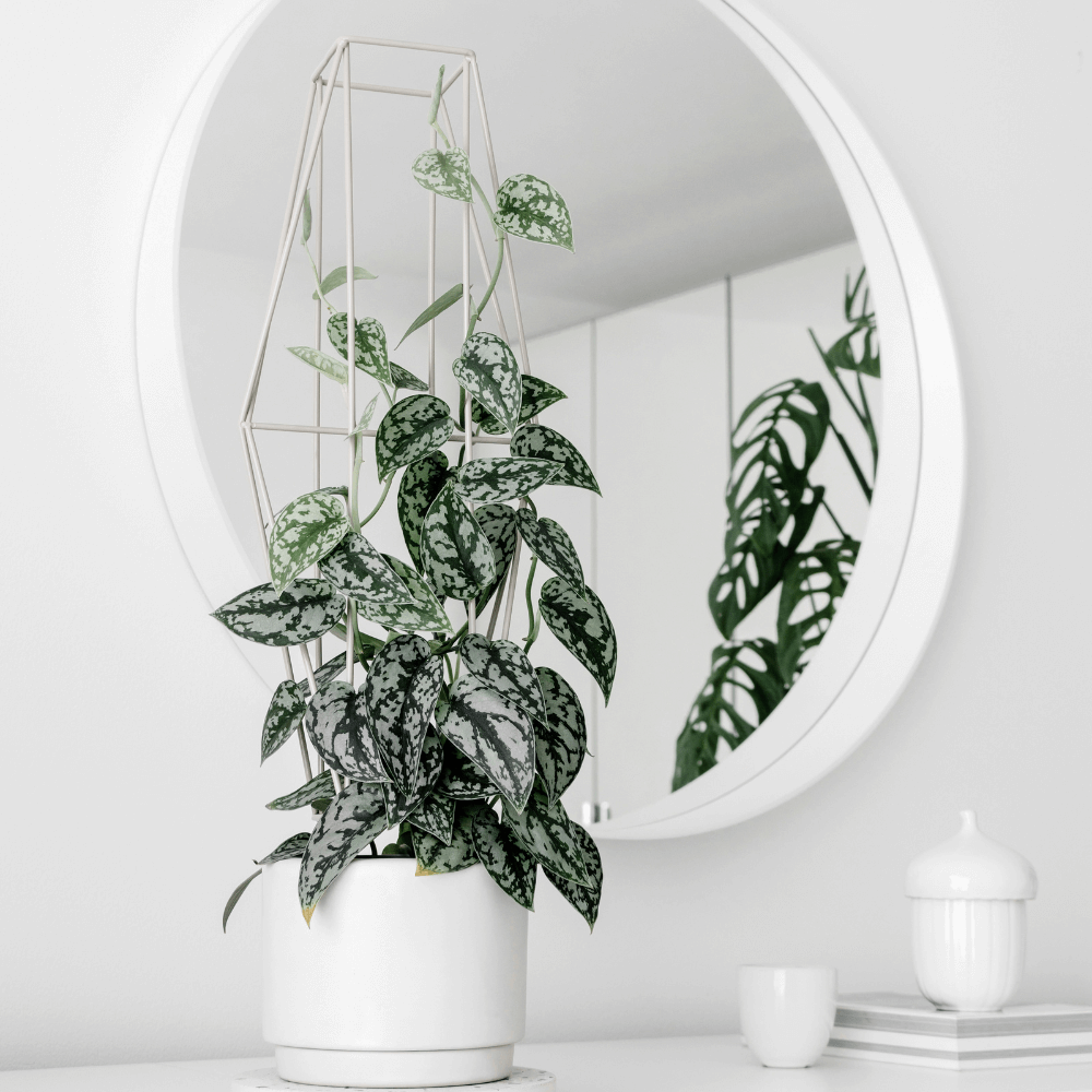 Scindapsus Pictus &#39;Exotica&#39; Pothos &#39;Silver Satin&#39; Vining Air Purifying Plant Verdant Lyfe
