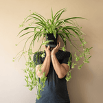 Spider Hardy Plant Chlorophytum Comosum Variegated Houseplant Verdant Lyfe