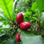 Miracle Berry Synsepalum dulcificum Tastebud Changing Plant Verdant Lyfe