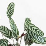 Calathea Setosa Ctenanthe Exotica Large Prayer Plant Verdant Lyfe