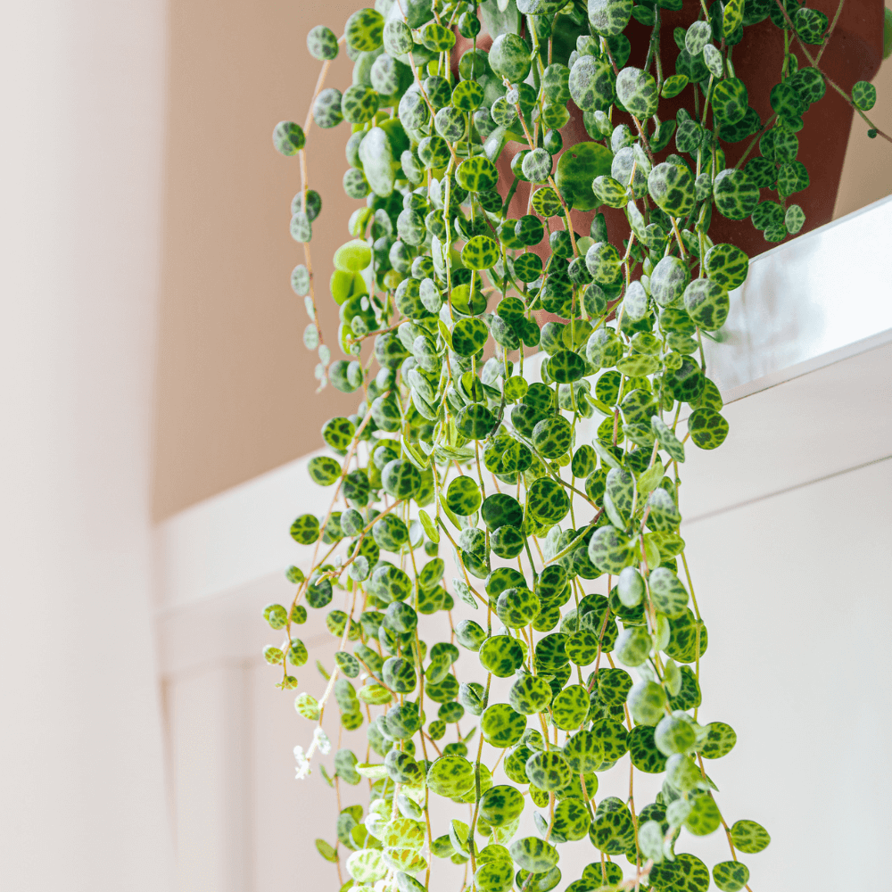 String of Turtles Trailing Plant